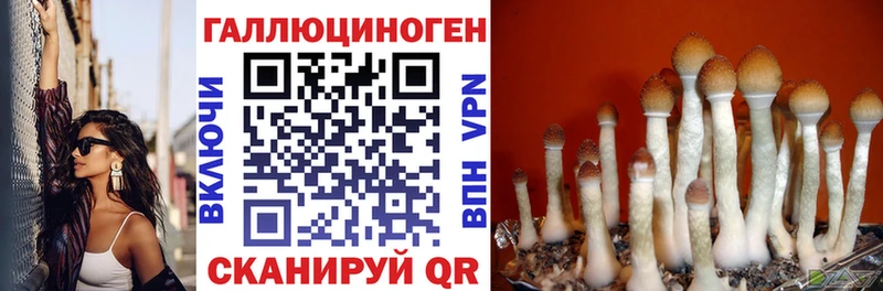 сколько стоит Шуя Псилоцибиновые грибы GOLDEN TEACHER